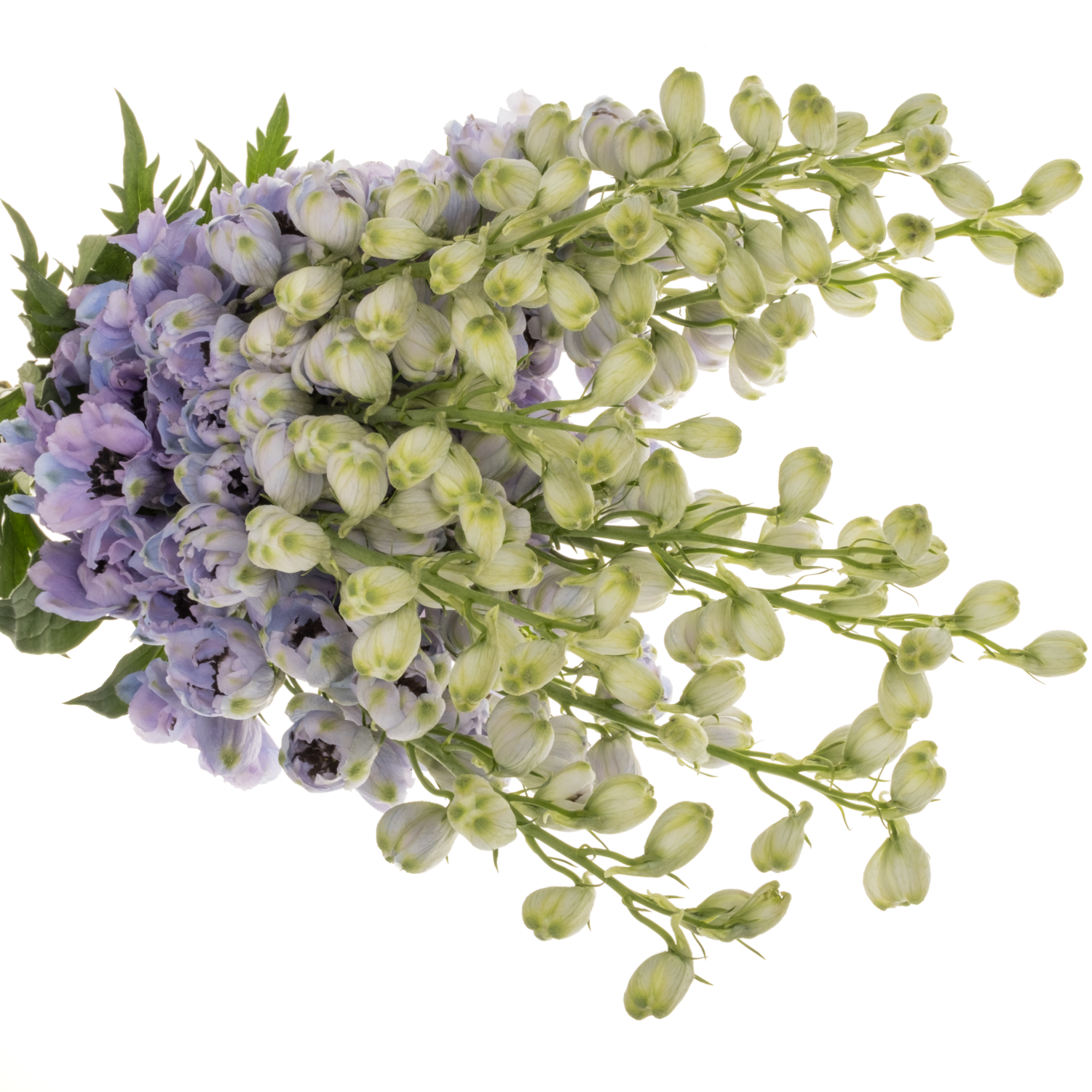 Delphinium blau/lila lavendel Hawaii 80cm