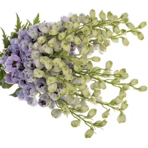 Delphinium blau/lila lavendel Hawaii 80cm