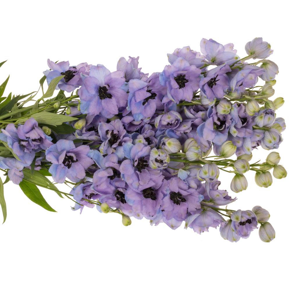 Delphinium blau/lila lavendel Hawaii 80cm