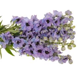 Delphinium blau/lila lavendel Hawaii 80cm