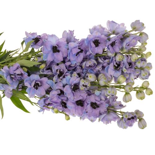 Delphinium blau/lila lavendel Hawaii 80cm