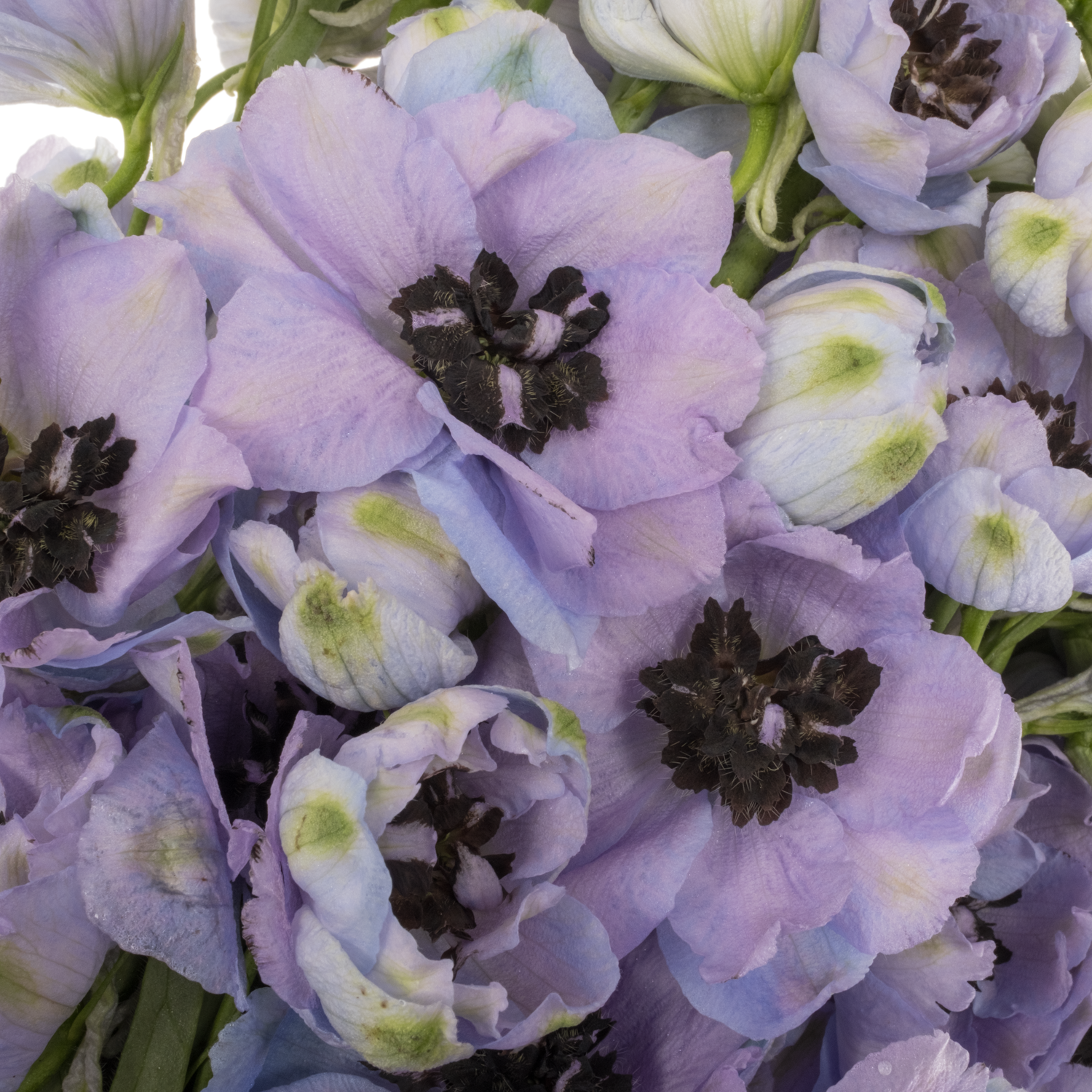 Delphinium blau/lila lavendel Hawaii 80cm