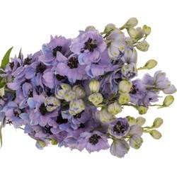 Delphinium blau/lila lavendel Hawaii 80cm