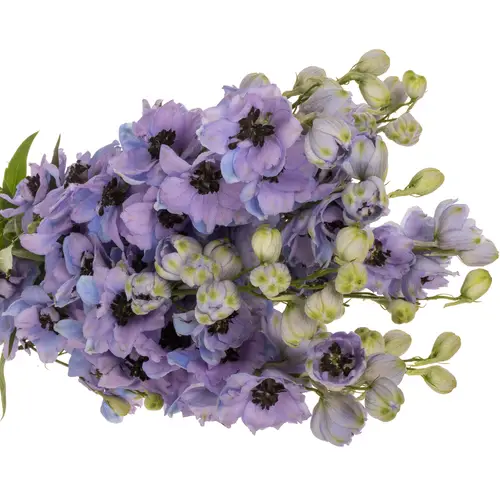 Delphinium blau/lila lavendel Hawaii 80cm