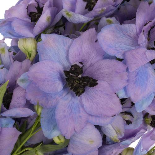 Delphinium blau/lila lavendel Hawaii 80cm