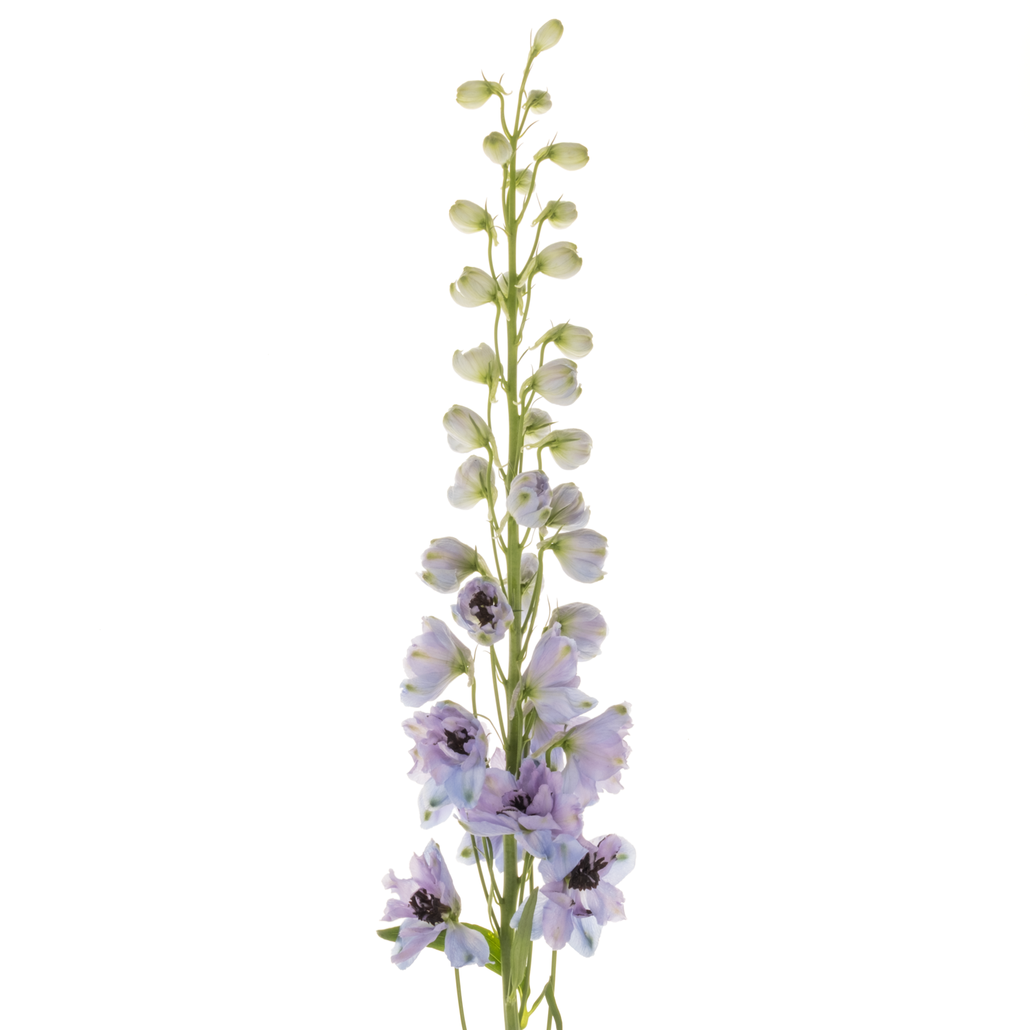 Delphinium blau/lila lavendel Hawaii 80cm