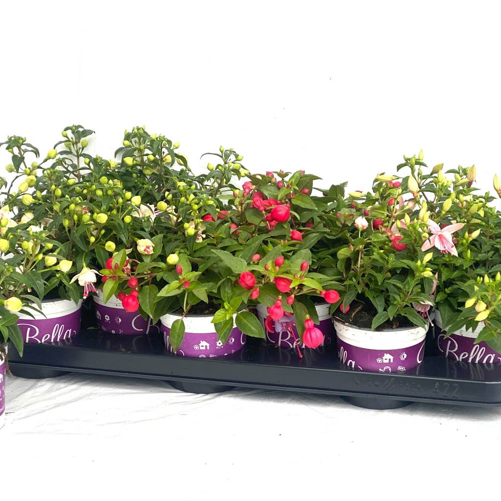 Fuchsia rosa mix Hängend Bella T10 H020