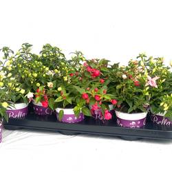 Fuchsia rosa mix Hängend Bella T10 H020