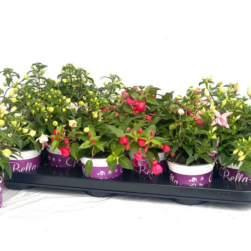 Fuchsia rosa mix Hängend Bella T10 H020