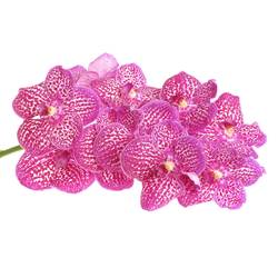 Vanda pink Lipstick 16 Blüten 3 Stiele