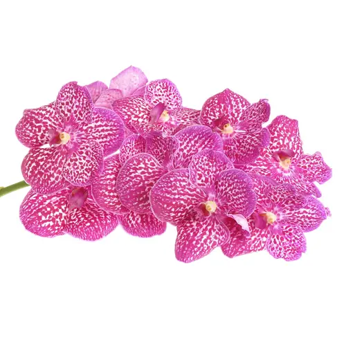 Vanda pink Lipstick 16 Blüten 3 Stiele