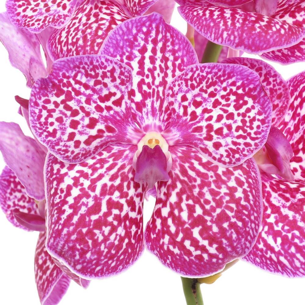 Vanda pink Lipstick 16 Blüten 3 Stiele