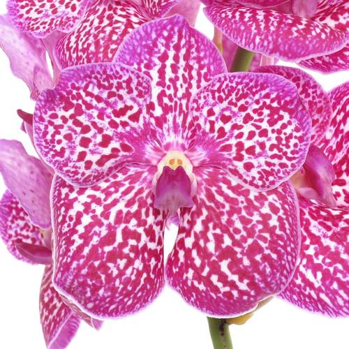 Vanda pink Lipstick 16 Blüten 3 Stiele