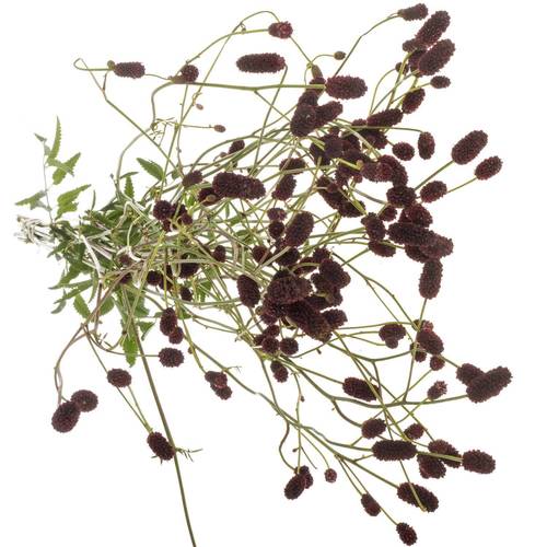 Sanguisorba schwarz Black Pearl 70cm