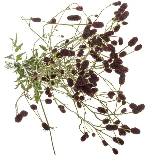Sanguisorba schwarz Black Pearl 70cm