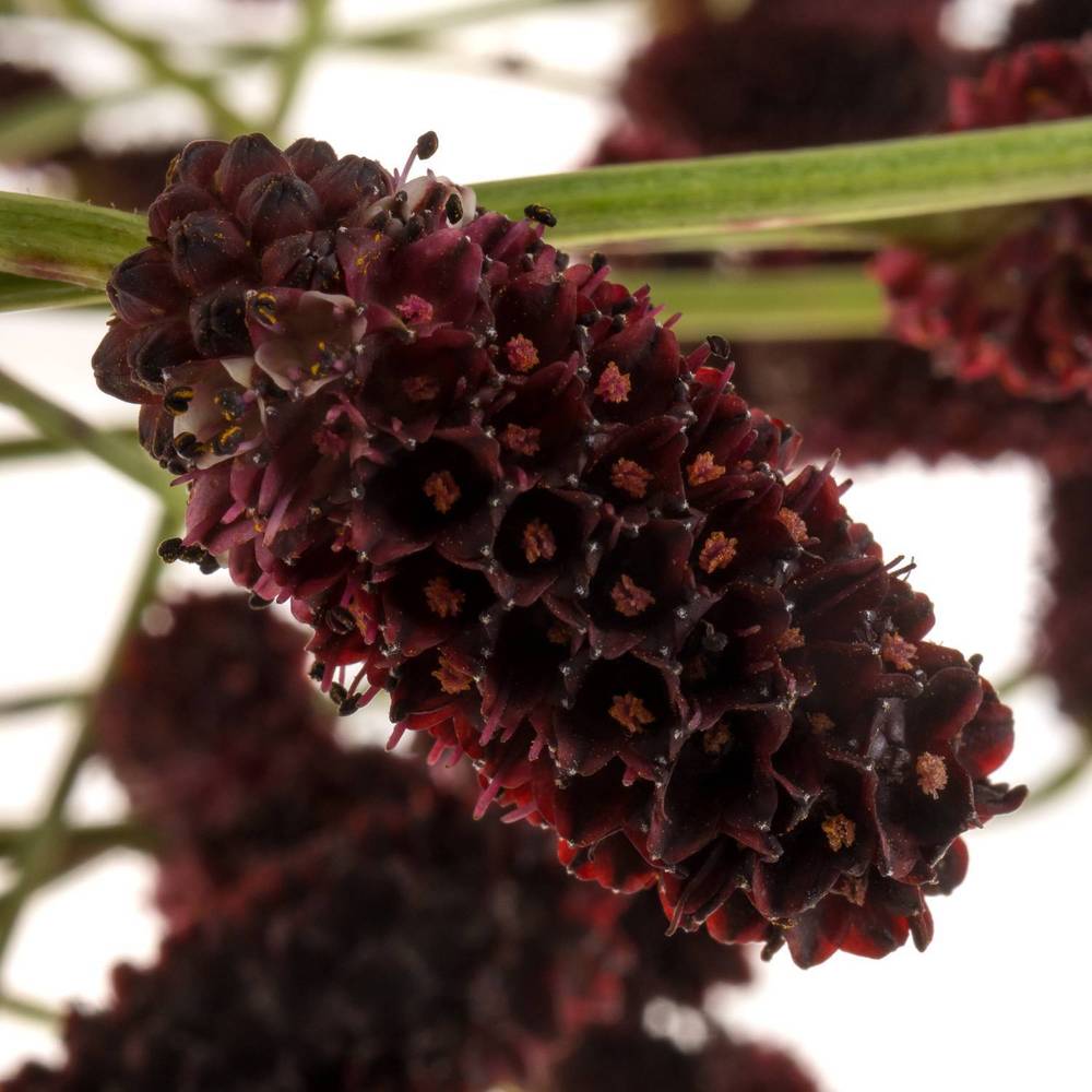 Sanguisorba schwarz Black Pearl 70cm