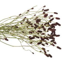 Sanguisorba schwarz Black Pearl 70cm
