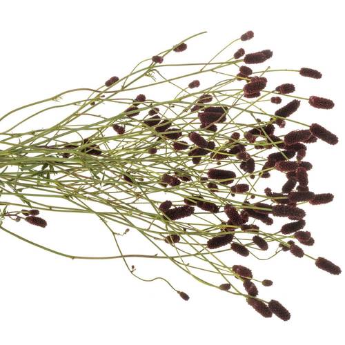 Sanguisorba schwarz Black Pearl 70cm