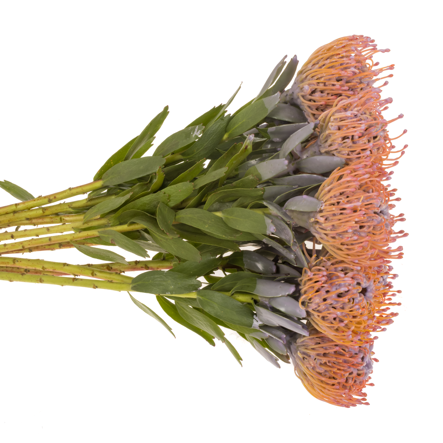 Nutans milka Wachs 60cm