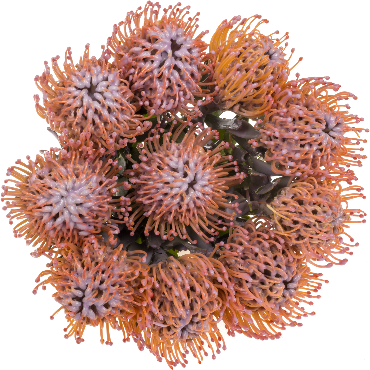 Nutans milka Wachs 60cm