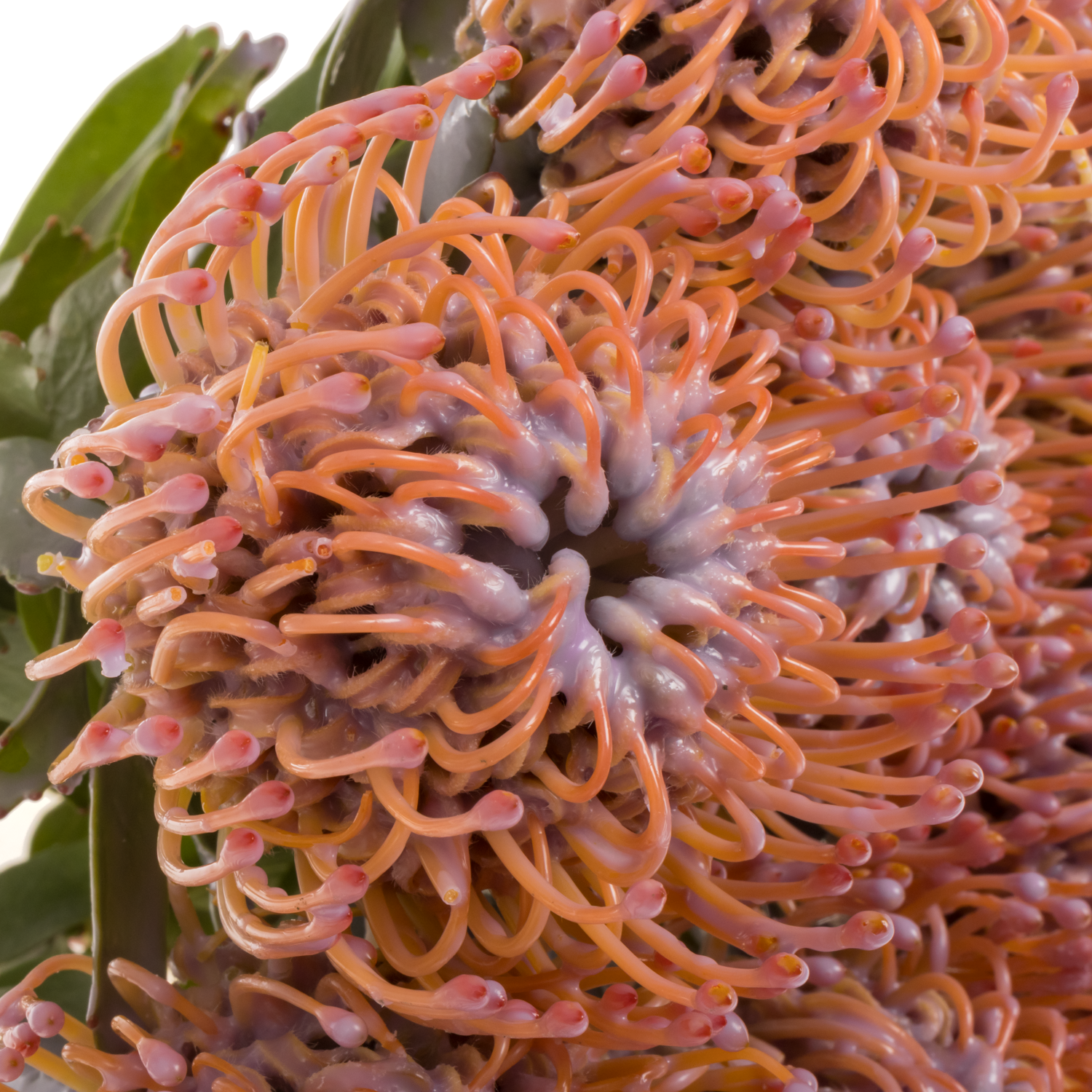 Nutans milka Wachs 60cm