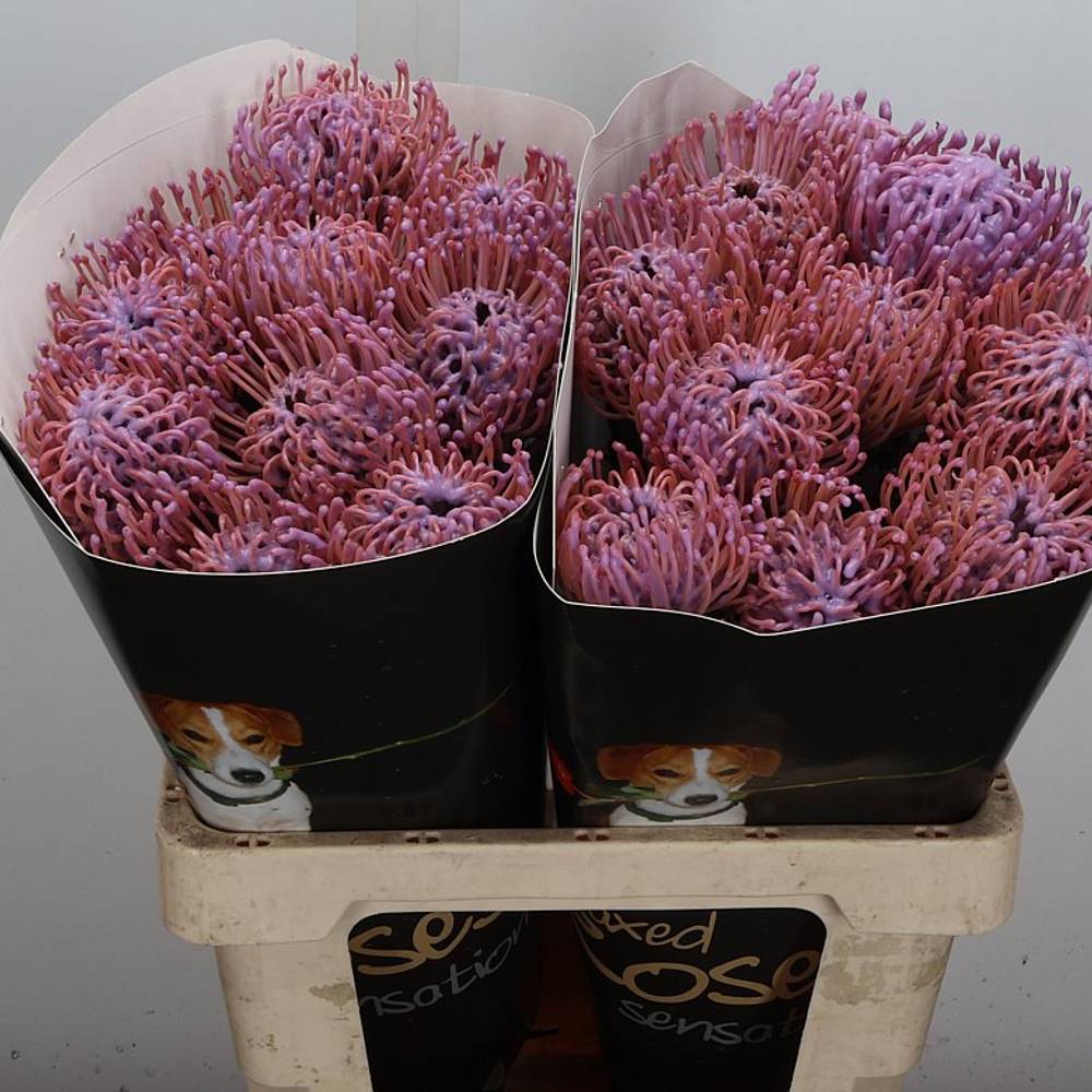 Nutans milka Wachs 60cm