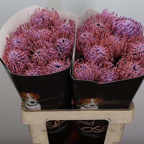 Nutans milka Wachs 60cm