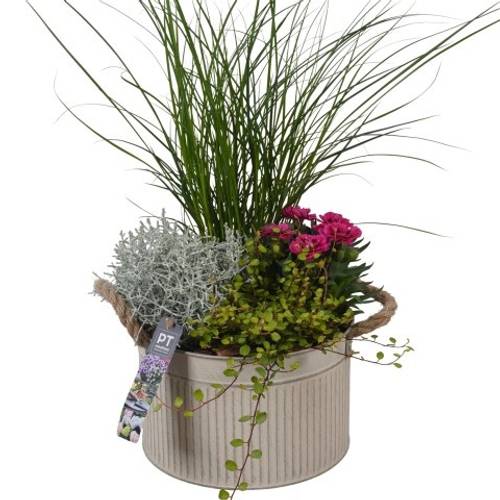 Garten.Arr PTSO8349 T21 H047