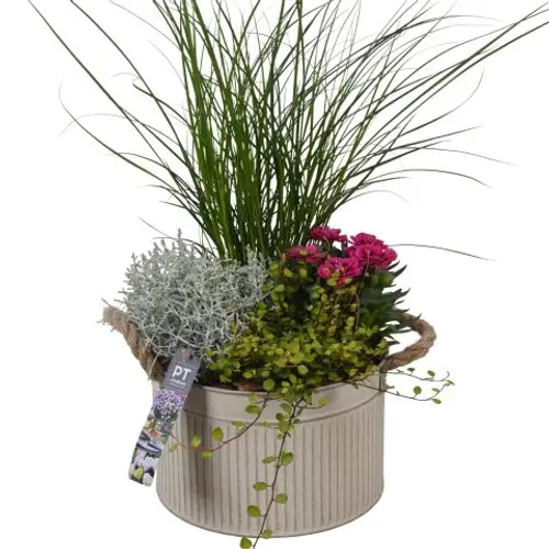 Garten.Arr PTSO8349 T21 H047