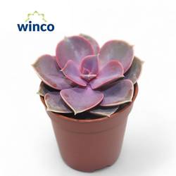 Echeveria Nurnberg T05,5 H010