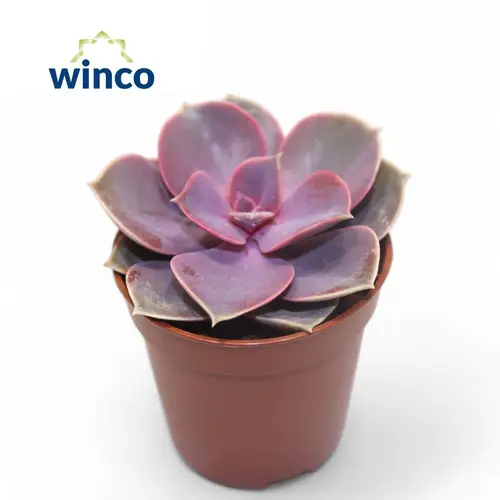 Echeveria Nurnberg T05,5 H010