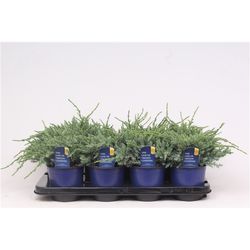 Juniperus Squamata Blue Carpet T13 H25