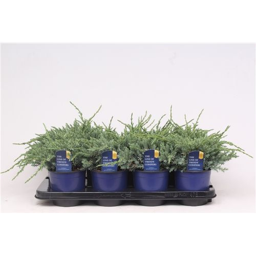 Juniperus Squamata Blue Carpet T13 H25