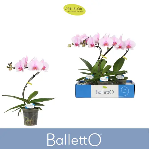 Phal.1-R hell rosa Baro Balletto T12 H045