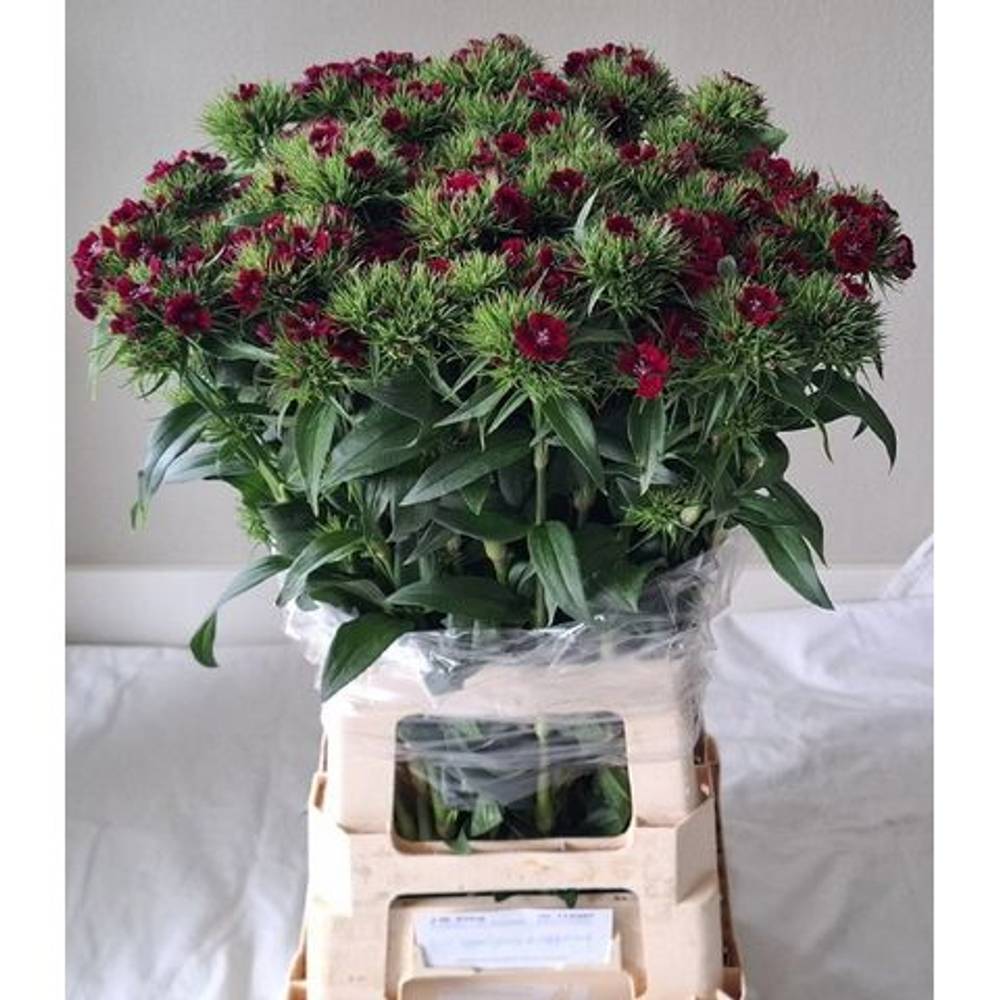 Bartnelke fuchsia Sweet Will Purple 70cm