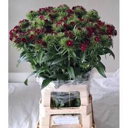 Bartnelke fuchsia Sweet Will Purple 70cm