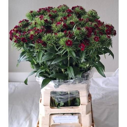 Bartnelke fuchsia Sweet Will Purple 70cm