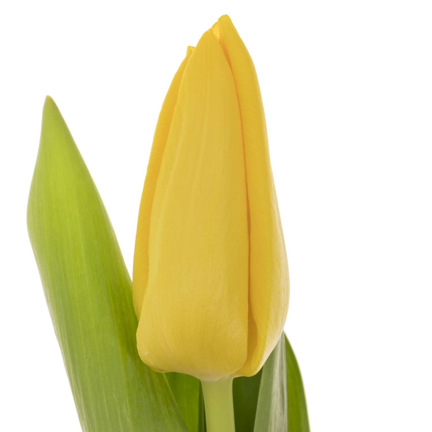 Tulpe gelb Argrasss gold 26 Gramm