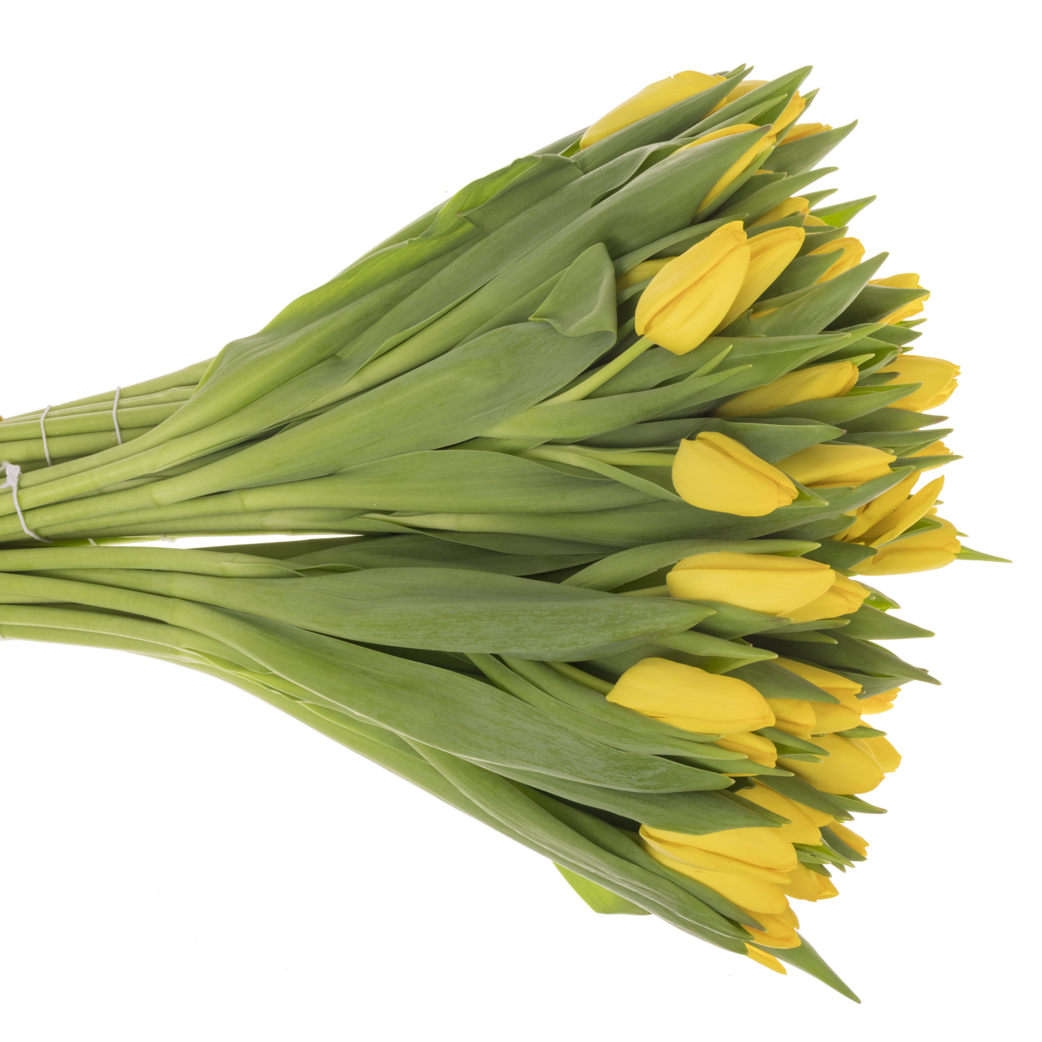 Tulpe gelb Argrasss gold 26 Gramm