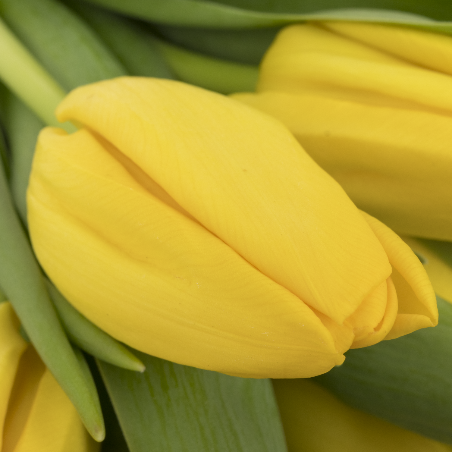 Tulpe gelb Argrasss gold 26 Gramm