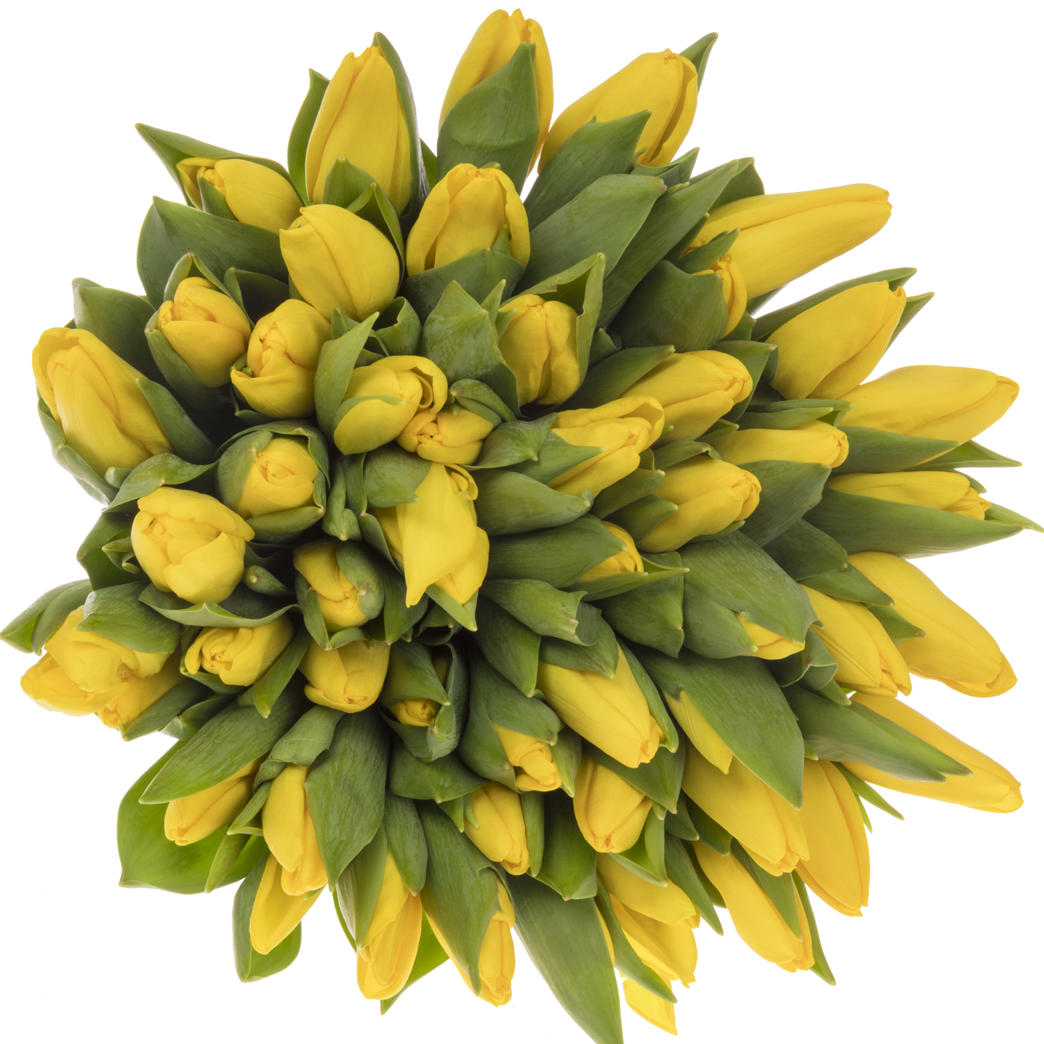 Tulpe gelb Argrasss gold 26 Gramm