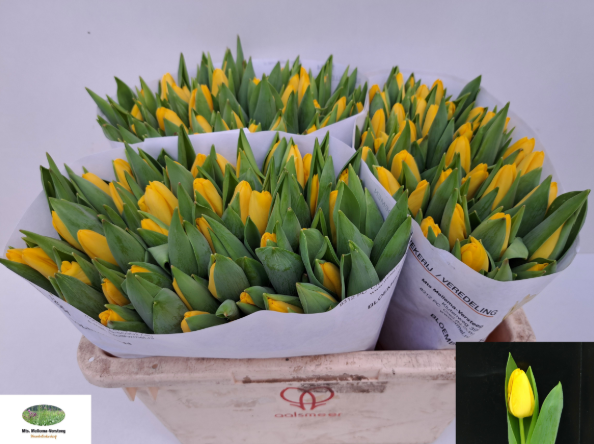 Tulpe gelb Argrasss gold 26 Gramm
