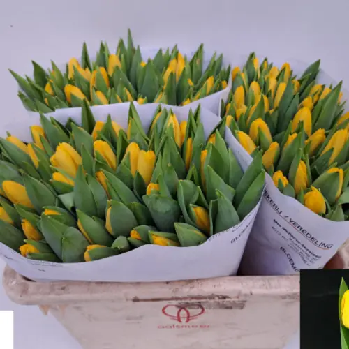 Tulpe gelb Argrasss gold 26 Gramm