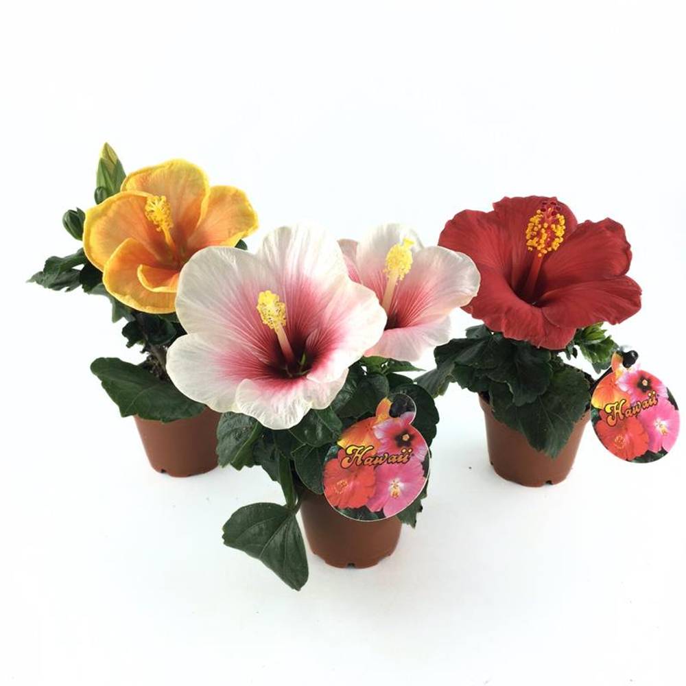 Hibiscus Rosa Sinensis mini mix T06 H011