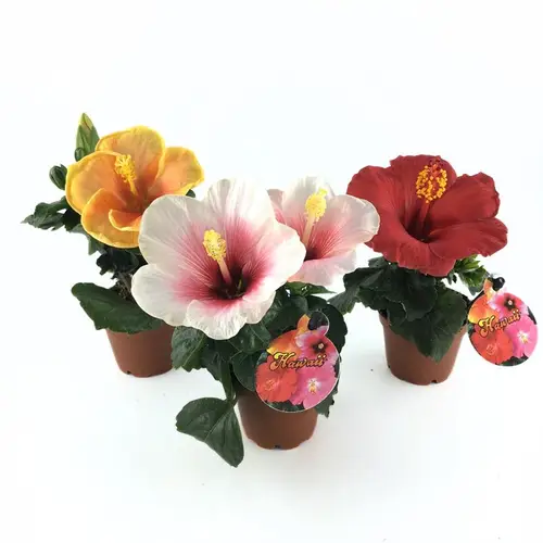 Hibiscus Rosa Sinensis mini mix T06 H011