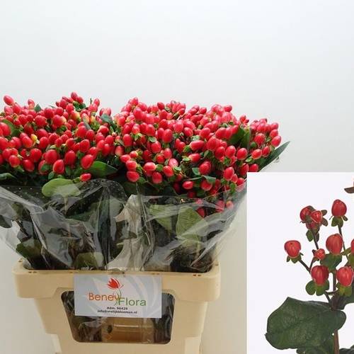 Hypericum rot Go Top 60cm