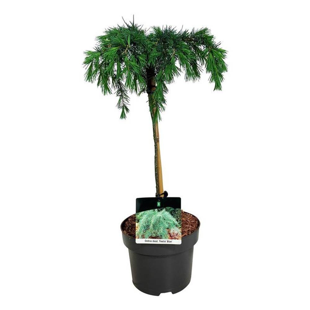 Cedrus Deod Feelin Blue T21 H070