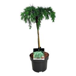 Cedrus Deod Feelin Blue T21 H070