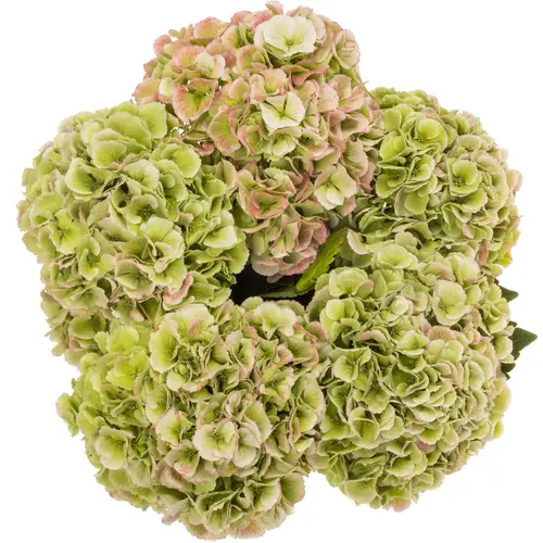 Hortensie grün/rosa Royal Princess cl Bol 18cm 60cm