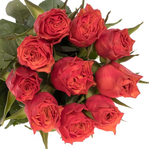 Rose orange Devoted 60cm